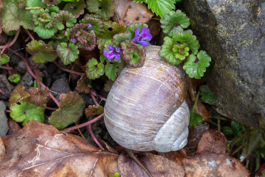 Heilkraut Gundermann mit Weinbergschnecke makro