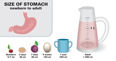Size of the stomach, stomachum, from newborn to adult. Association object to describe size. Isolated. Vector illustration.