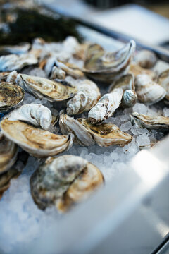 Oysters on Ice