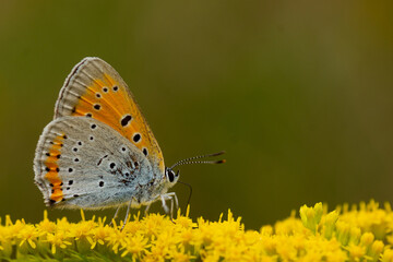 Close-up of a Chervonets unpaired many-eyed (Lycaena dispar) butterfly resting on yellow flowers
