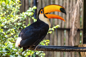 Toco toucan at the Bird Park Parque Das Aves in Foz do Iguacu, near the famous Iguacu Falls in Brazil.