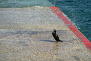 A single cormorant standing in shallow water on a concrete jetty at high tide