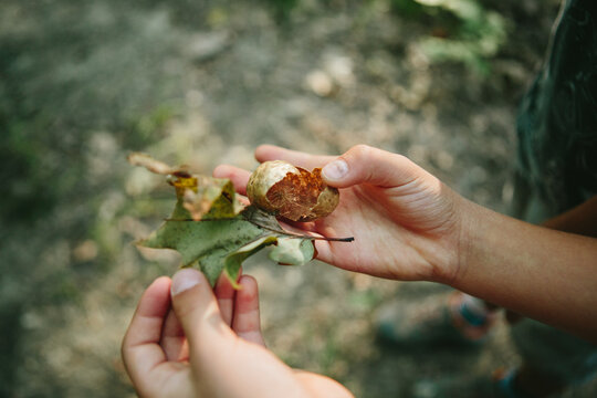 Closeup of child holding an open seed in the woods