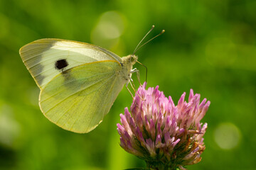 Close-up of a white cabbage butterfly (Pieris brassicae) resting on a pink flower