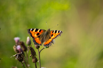 Close-up of a thistle conker (Vanessa cardui) butterfly resting on flowers in a garden