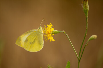 Close-up of a Canary Islands large white (Pieris cheiranthi) butterfly resting on a yellow flower