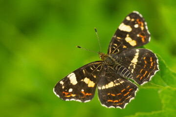 Macro of a Changeable moth (Araschnia levana) bitterly on a green leaf in a garden