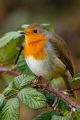 Vertical shot of a robin perched on a branch with thorn and green leaves