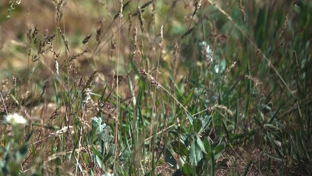 Garrigue. Gramineous plant shortgrass steppe (KurzgrasprГ&curren;rie, Kurzgrashalbsavanne) and steppe lark (Melanocotypha calandra). North Black sea