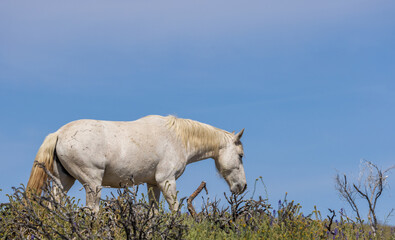 Wild Horse in Wildflowers Near the Salt River in the Arizona Desert in Springtime