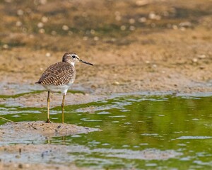 Sand piper on mud land