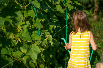 Farmer girl in yellow dress. Little vegetables gardener farming in garden. Big green watering can water fresh cucumbers seedlings. Harvest help work. Cultivation healthy organic food, countryside