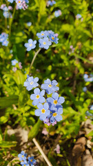 Close up of a forget-me-not flower in the grass in spring. Vertical photo