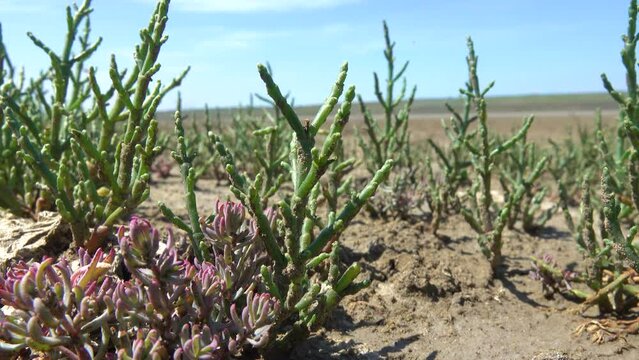 Marsh samphire (Salicornia herbacea) and a young seepweed (Suaeda sp.) (on the left) on the very salty soils of the northern Black Sea steppe region