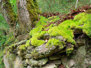 Detalle cercano del musgo verde encima de unas piedras con troncos de árboles en el bosque, un dia...