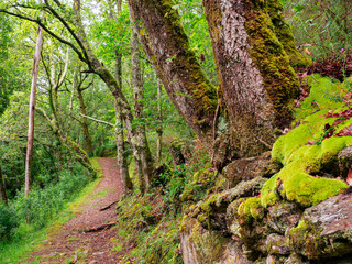 Obraz premium Panoramic view of a footpath and the Sor river in the recreational area of ​​Ponte Segade, La Coruña, with leaves and green trees in a sustainable natural environment, in summer of 2021, Spain