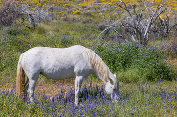 Obraz na płótnie Canvas Wild Horse in Wildflowers Near the Salt River in the Arizona Desert in Springtime