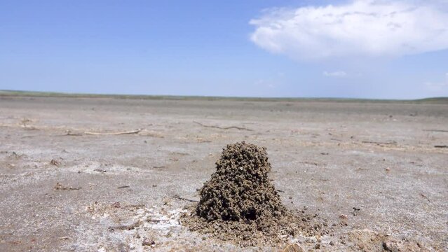 Ants build anthills on salt marsh in form of earthen tower because salt water under crust of soil. Possyble nomadic Myrmica limanica or driver ants builds such craters near exit. North Black Sea