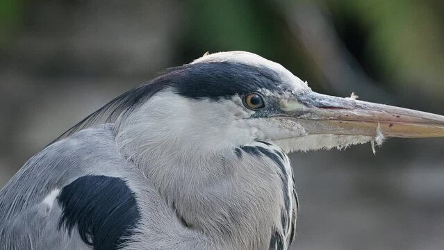 Closeup shot of the head of the grey heron