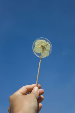 lollipop 