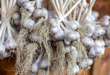 A bunch of garlic is suspended on the street against the background of a wooden wall. Dried garlic harvest, rustic