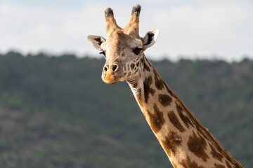 Portrait of giraffe close up, looking at camera, in the Masaai Mara Reserve - Kenya, Africa