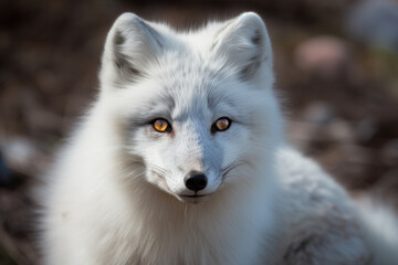 Naklejka premium beautiful arctic fox looking at the camera.