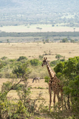 Giraffe stands next to an acacia thorn bush tree in Masaai Mara Reserve in Kenya Africa