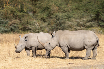 Fototapeta premium Two rhinoceros walk in the grassland of Lake Nakuru National Park Kenya Africa