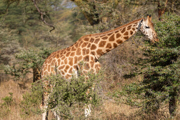 Giraffe eats off a acacia thorn bush tree, in Lake Nakuru National Park Kenya Africa