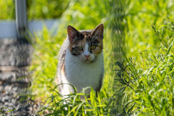 young cat on the grass