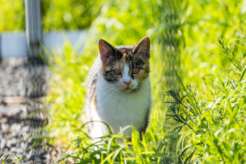 Cat in the grass looking for mice, carefull for the ticks