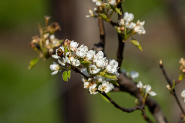 Obraz premium blooming fruittree in spring in Limburg (België)
