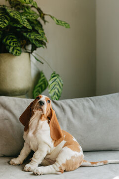 basset hound