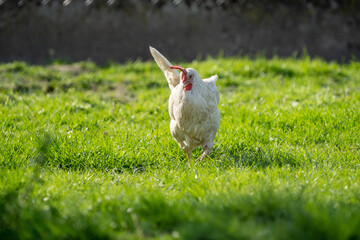 White leghorn chicken / chicken de livorno. the most beautifull italian chicken. Known for giving the most eggs per year