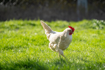 White leghorn chicken / chicken de livorno. the most beautifull italian chicken. Known for giving the most eggs per year