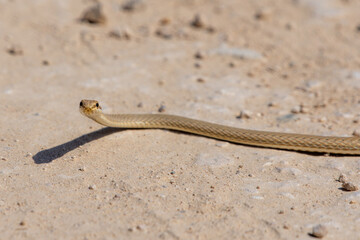 Forskal Sand Snake or Schokari sand racer (Psammophis schokari) in the UAE.