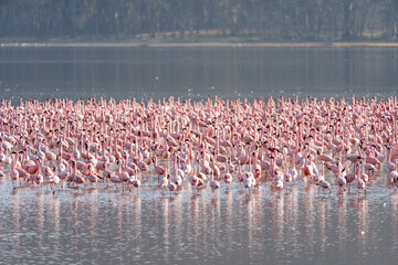 Fototapeta premium Flock of pink flamingos at Lake Nakuru in Kenya, Africa, in selective focus