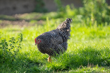 malines coucou (mechelse koekoek in dutch) free range chicken in the grass on a sunny day