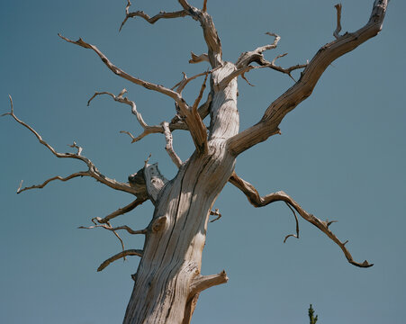 Dead Bristlecone Tree