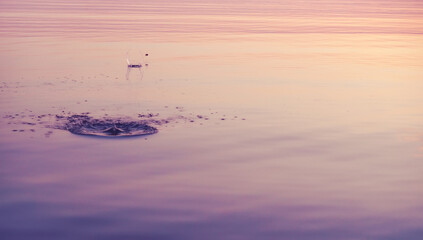 Photo of a stone skipping on calm water, beautiful sunset around. Circles on the water - obrazy, fototapety, plakaty
