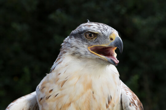 A Ferruginous Hawk