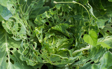 Cabbage leaves in holes in the garden. Pests are a cabbage butterfly that lays eggs and...