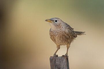 Arabian babbler (Argya squamiceps) close up in the United Arab Emirates.