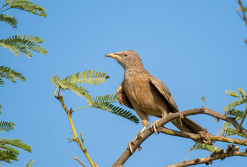 Arabian babbler (Argya squamiceps) close up in the United Arab Emirates.