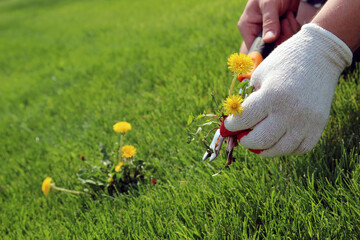 A man  is pulling  dandelion, weeds out from the grass loan otside.