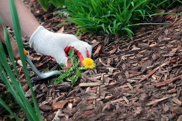 A man  is pulling  dandelion, weeds out from the grass loan otside.
