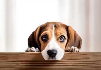 Adorable Beagle Puppy Peeking Out from Behind White Table with Copy Space, Isolated on White Background. Generative AI.