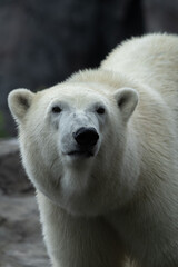 Obraz na płótnie Canvas polar bear in zoo up close