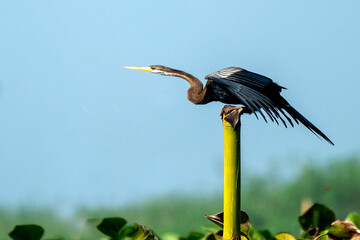 darter from baikkabill, sylhet, Bangladesh